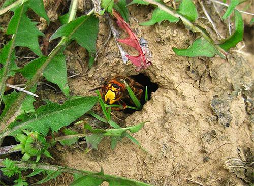 If the nest of hornets or wasps is in the ground, you can kill insects with boiling water.