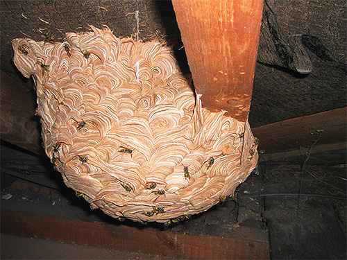 If the hornets' nest is located in an economic building, then this may be a direct threat to people entering it.