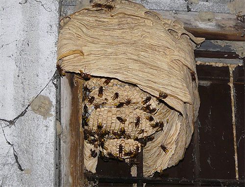 It is necessary to apply means against hornets and wasps carefully, as the angry insects can attack with all swarm.