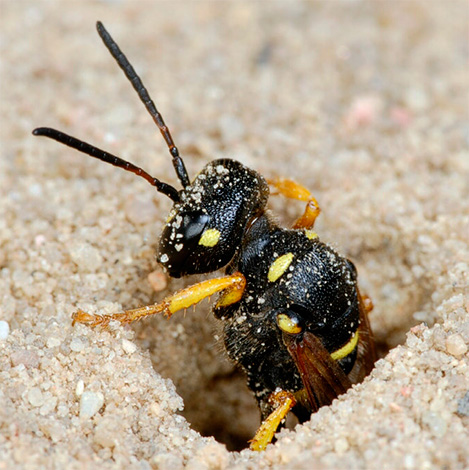 We will get acquainted with some interesting features of the biology of earthen wasps, and also consider a number of ways with which you can safely get rid of their nests in the area ...
