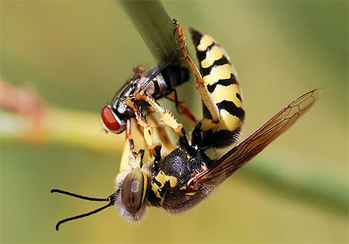 Wasps destroy a large number of harmful insects, so before getting rid of them, it is useful to think about how much it is generally necessary ...