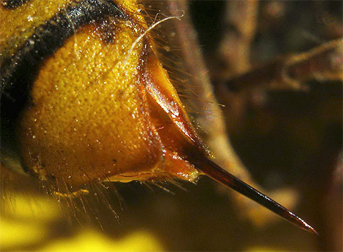 Getting rid of wasps, we should not forget that each insect is able to sting you several times.