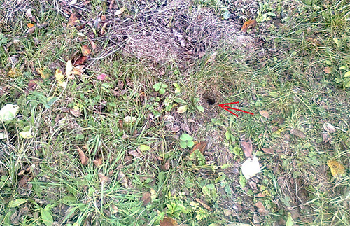 The photo shows the entrance to the nest of earthen wasps.