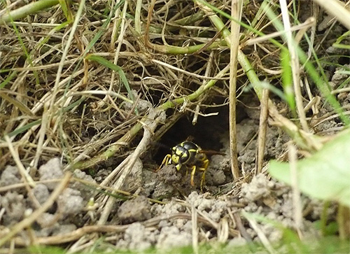 Ordinary paper wasps can easily build their nest under the ground, for example, in the former hole of some rodent.