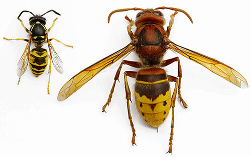 The photo on the left shows a wasp and the hornet on the right.