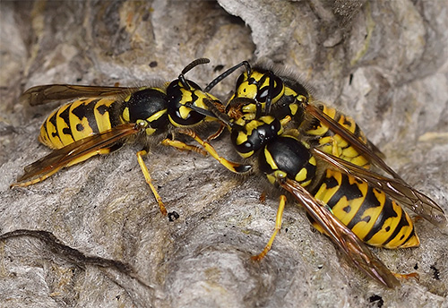 Despite the fact that the wasps are much smaller than the hornets, they can also bite a person very strongly.