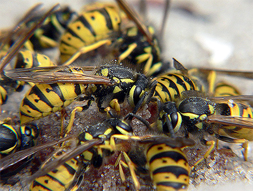 If the wasps feel a threat to their nest in a person, they will actively protect it, thus representing a danger to all who are near.