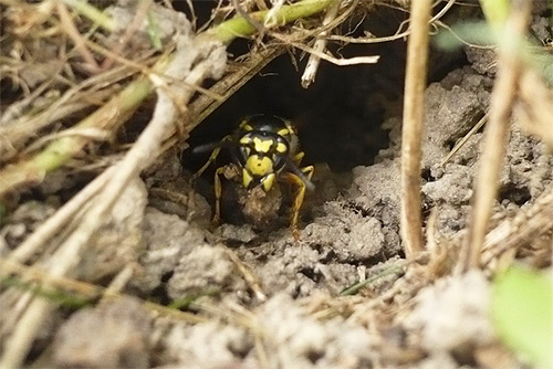 A wasp at the entrance to a burrow that leads to a rather deep underground nest.