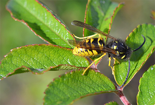 The photo shows a paper wasp.