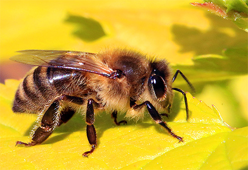 És így néz ki egy mézelő méh.