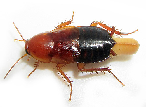 The photo shows a cockroach with a edema.