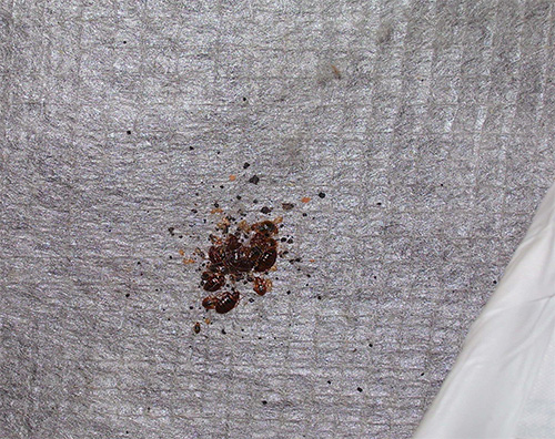 De foto toont een klein nest bedwantsen in de matras