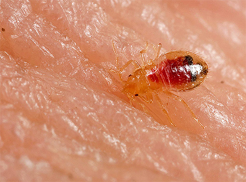 Bed bugs feed on human blood in the same way as adults.