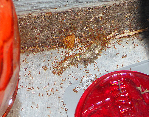 Pharaoh mravenci mohou poškodit jídlo v domácnosti