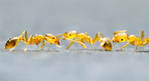 Closeup home ants