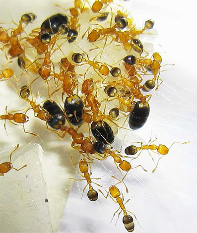 Domestic ants live in colonies, and the anthill is not always located directly in the apartment.