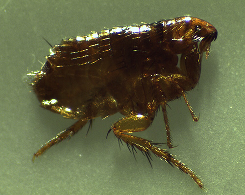 De blodsugande inhemska insektsparasiterna innefattar även loppor.