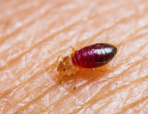 Bed bugs jsou typický parazitický hmyz.