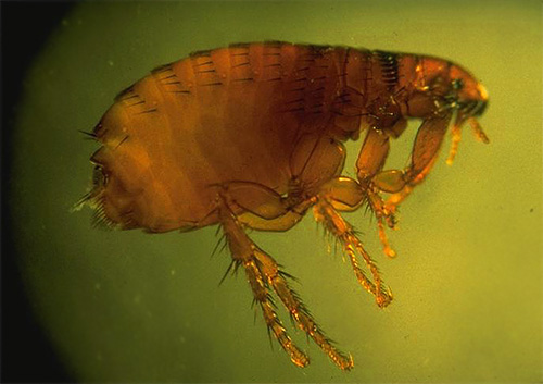 Cat flea