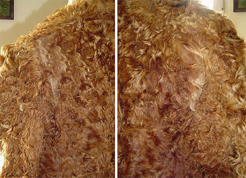 The moth that lives in your house can cause significant damage to fur products.