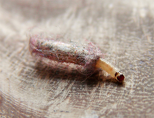 The larva of the fur coat moth in the cap