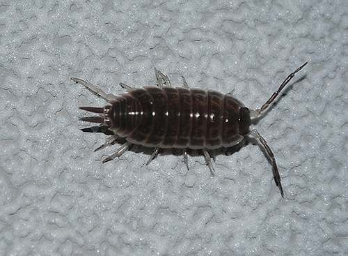 Ironclad Armadillid (Armadillidium vulgare)