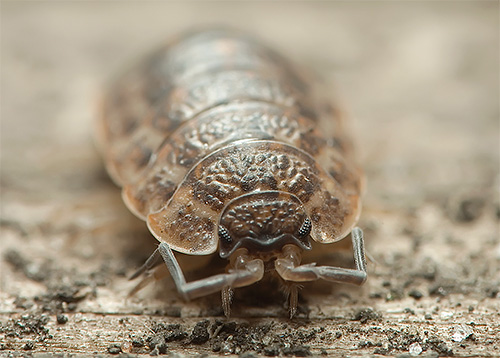 Most often in homes is a rough wood lice.