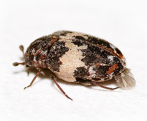 This may look like a kozheed beetle at a high magnification.
