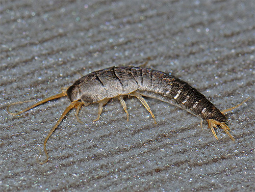 The silverfish, taken by surprise, quickly run away to a secluded place