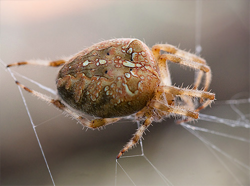 Crane spider on the web (Araneus diadematus)