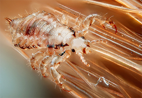 Head louse on hair with high magnification