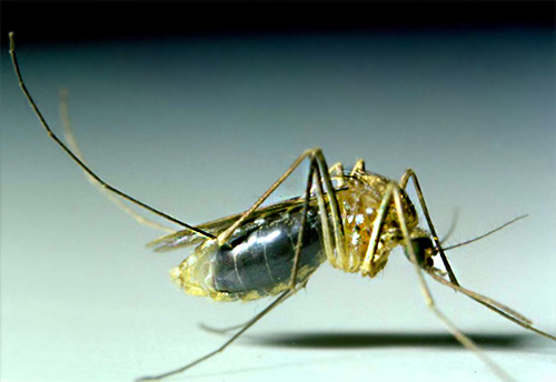 Mosquitoes in most cases do not live in the house for a long time, and appear here only to get drunk on human blood.