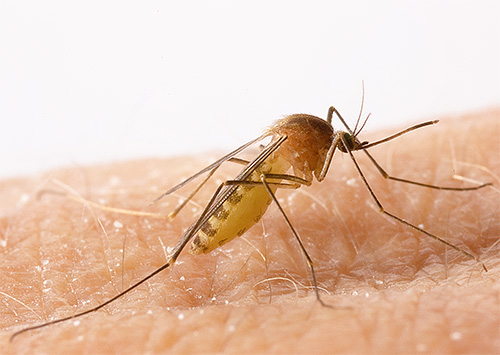 Bilden visar en myggdämpare
