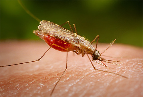 De Malaria-mug verschilt van het gebruikelijke qua uiterlijk en manier om zijn lichaam te houden wanneer het wordt gebeten