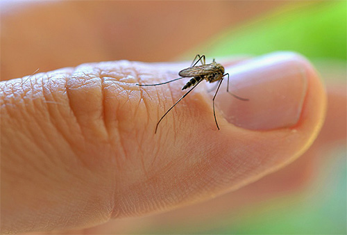 V blízkosti zdroje vlhkosti se nachází velké množství komárů.