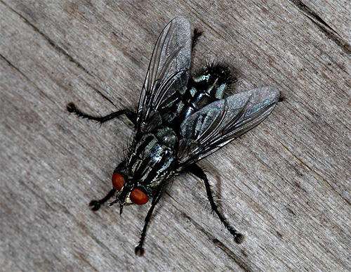 Gray Fly (Sarcophagidae)