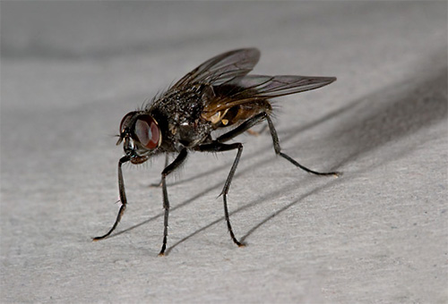 A housefly can only be found in a man’s house.