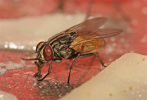 On their paws, flies can carry pathogens of dangerous infections and helminth eggs