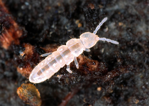 When springtails become plentiful, they can cause significant damage to the plant.