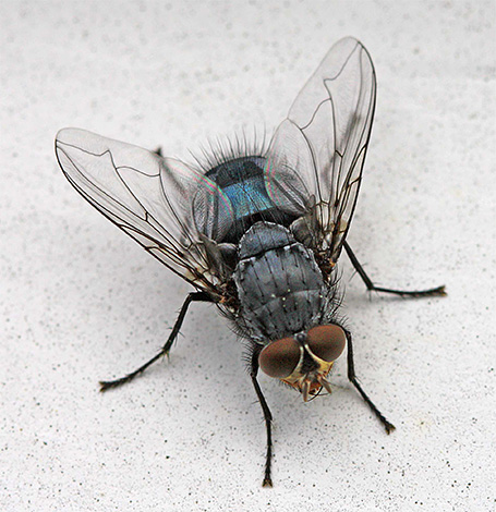 A někteří hmyz, který lze nalézt doma, jsou náhodní hosté z ulice.
