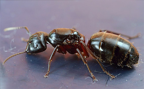 Red-chested borer ant (Camponotus herculeanus)