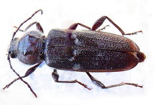 The grinder beetle and its larvae can cause significant damage to wooden structures, reducing their strength.