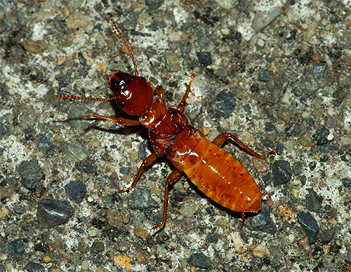 Termiter kan också ibland skada en persons hem.