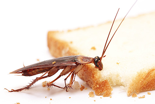Den rödhåriga kackerlackan är en av de vanligaste hushålls skadedjuren.