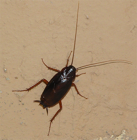 The photo shows a black cockroach