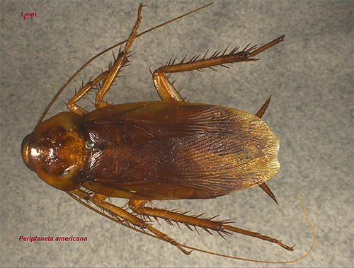 Den amerikanska kackerlacken (bilden) blir gradvis allt vanligare i vårt område.