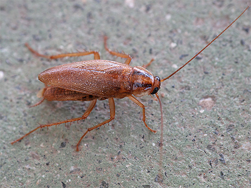 Binnenlandse kakkerlakken kunnen bijna elk voedsel eten dat sporen van organisch materiaal bevat.