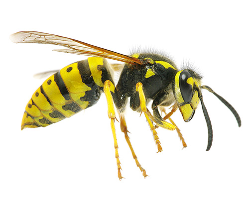 In most cases, single wasp stings do not pose a serious risk to human health.