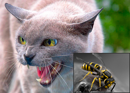 In some cases, a wasp sting can really be an increased danger for cats ...