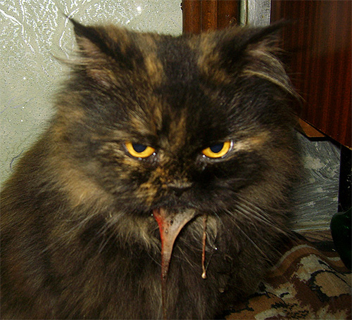 An alarming sign is cat vomiting, occurring some time after an insect bite.